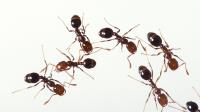I Ant Control Melbourne image 2